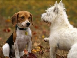 How do dogs communicate? - All Pets Need